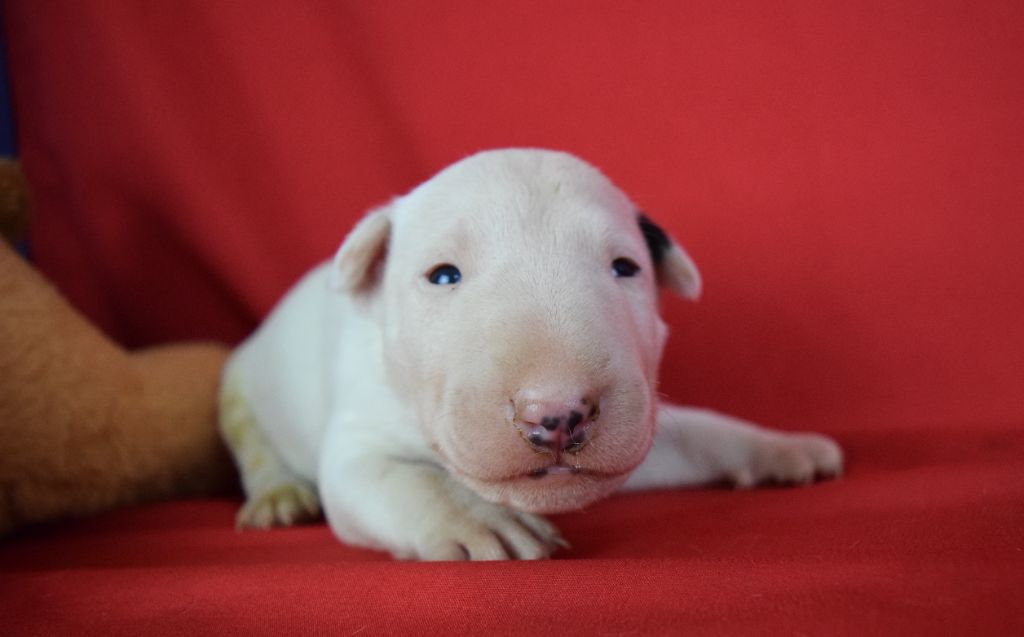 Du Domaine New World - Chiot disponible  - Bull Terrier