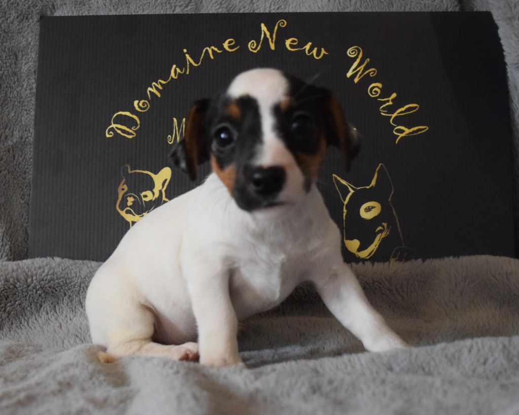 Du Domaine New World - Chiot disponible  - Jack Russell Terrier