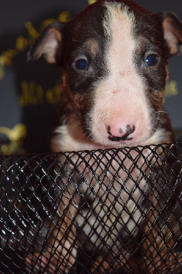 Du Domaine New World - Bull Terrier - Portée née le 14/12/2024