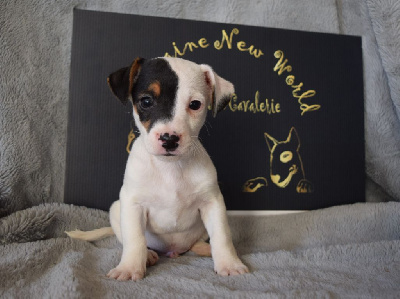 Du Domaine New World - Jack Russell Terrier - Portée née le 07/10/2022