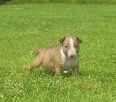 Du Domaine New World - Bull Terrier - Portée née le 20/06/2024