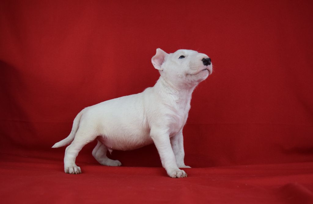 Du Domaine New World - Chiot disponible  - Bull Terrier