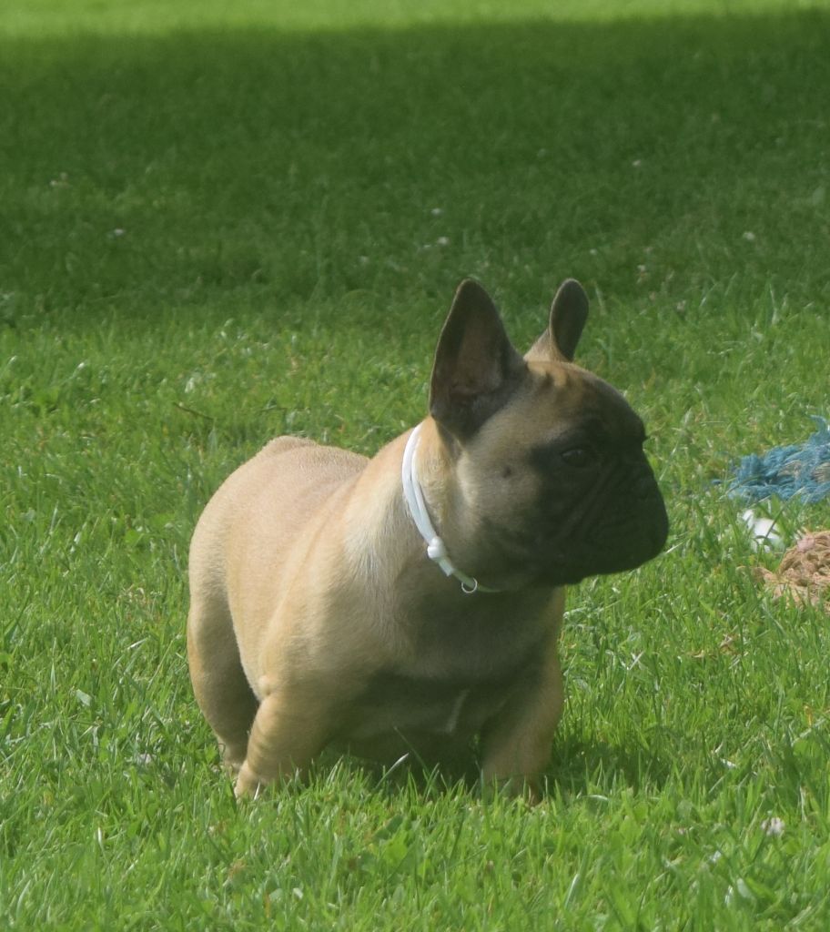 Du Domaine New World - Chiot disponible  - Bouledogue français