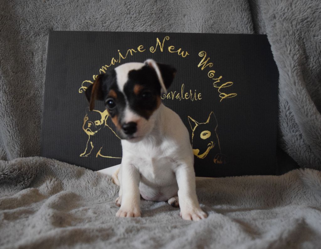 Du Domaine New World - Chiot disponible  - Jack Russell Terrier