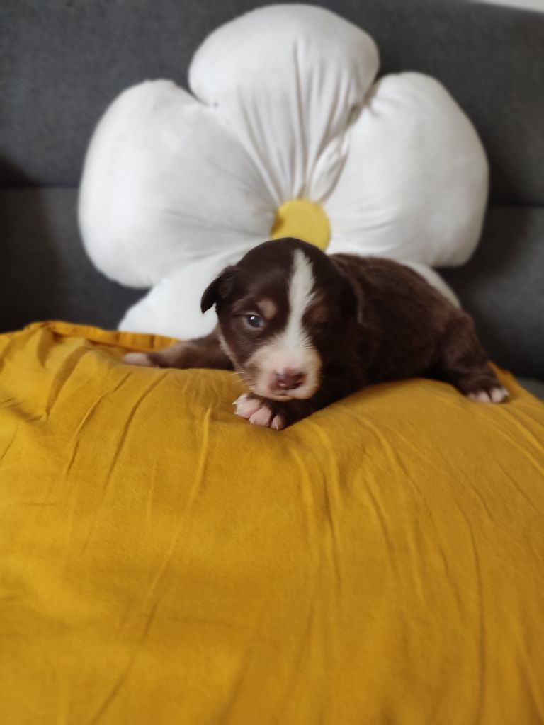 Du Domaine New World - Chiots disponibles - Berger Américain Miniature 