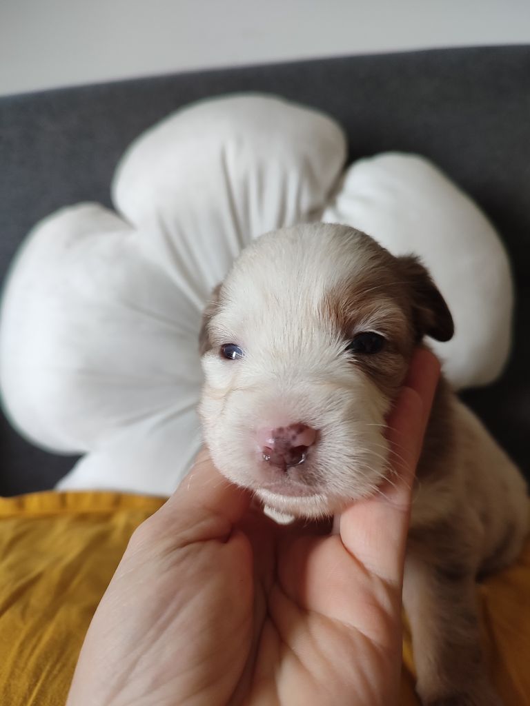 Du Domaine New World - Chiots disponibles - Berger Américain Miniature 