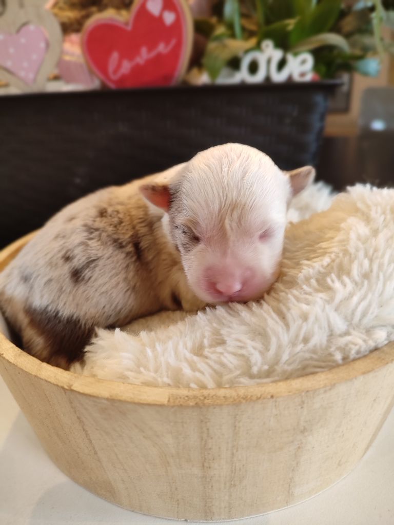 Du Domaine New World - Chiots disponibles - Berger Américain Miniature 