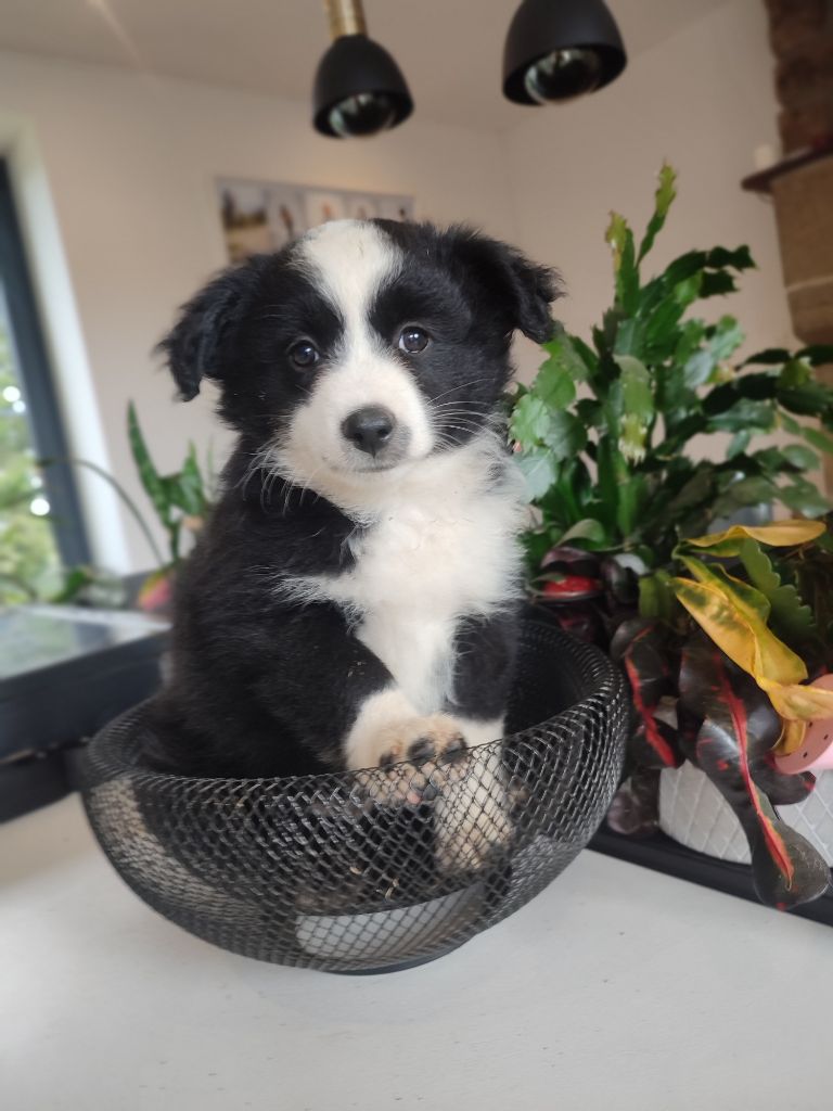 Du Domaine New World - Chiots disponibles - Berger Américain Miniature 