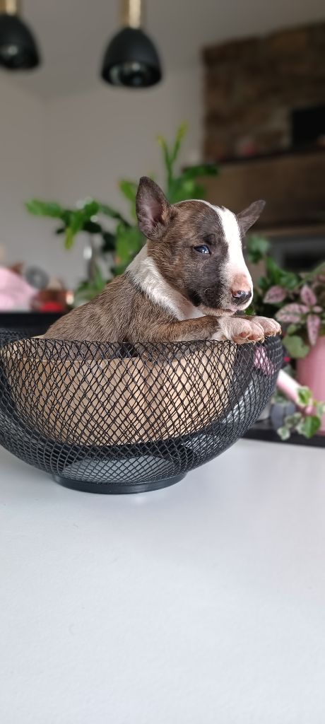 Du Domaine New World - Bull Terrier Miniature - Portée née le 19/07/2025