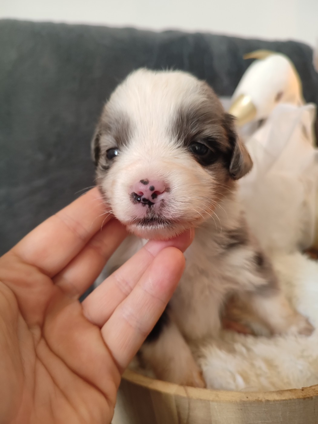 Du Domaine New World - Chiots disponibles - Berger Américain Miniature 