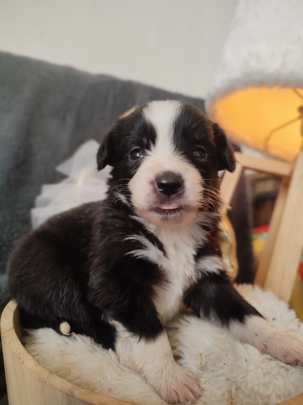 Du Domaine New World - Chiots disponibles - Berger Américain Miniature 