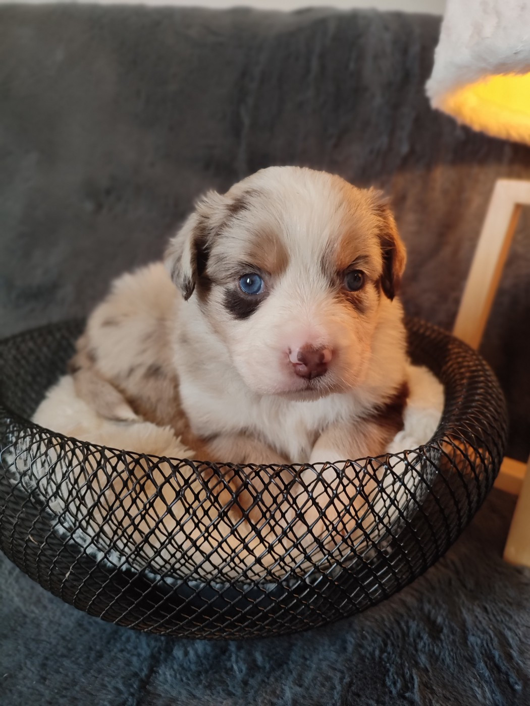 Du Domaine New World - Chiots disponibles - Berger Américain Miniature 