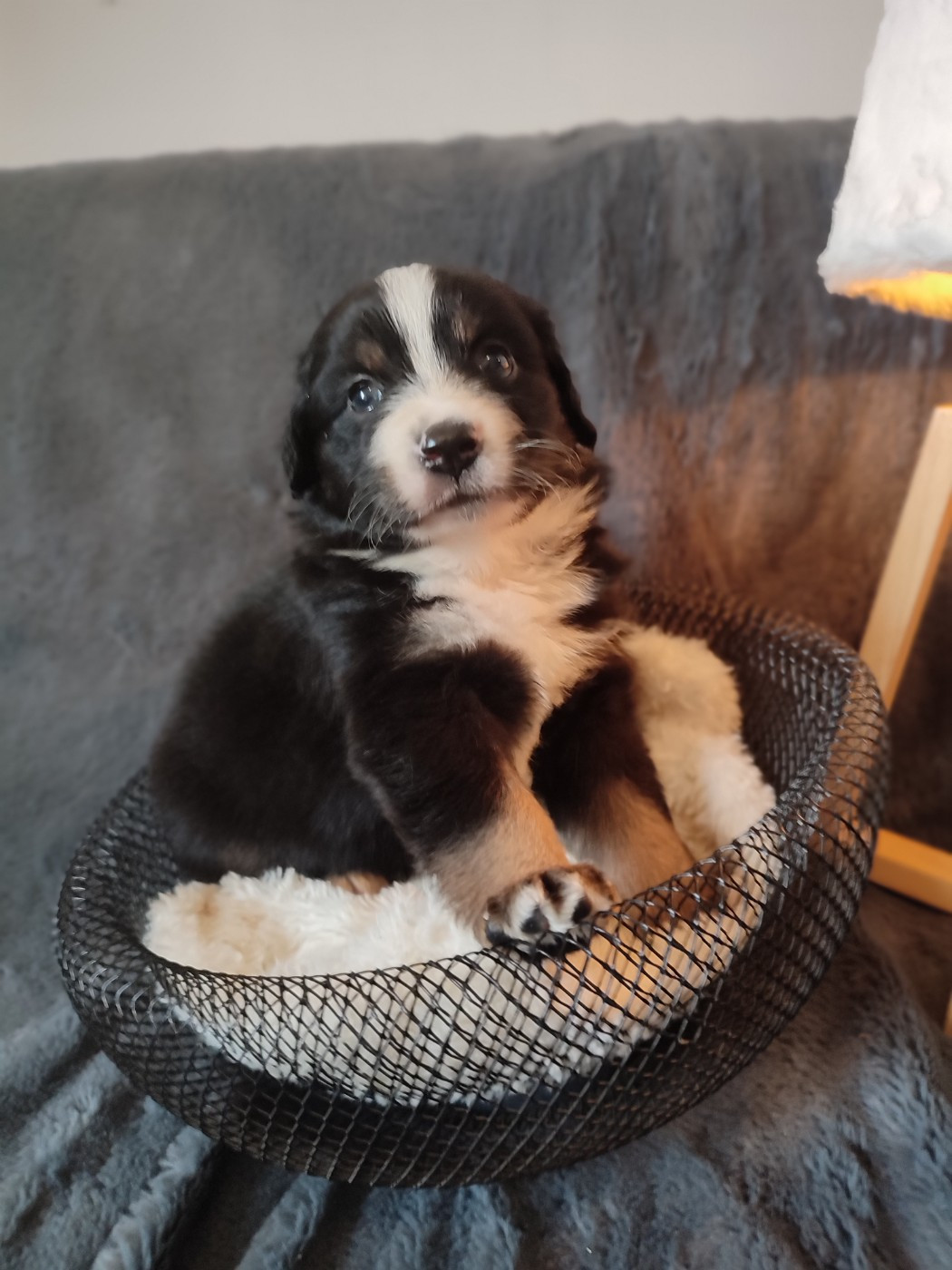 Du Domaine New World - Chiots disponibles - Berger Américain Miniature 