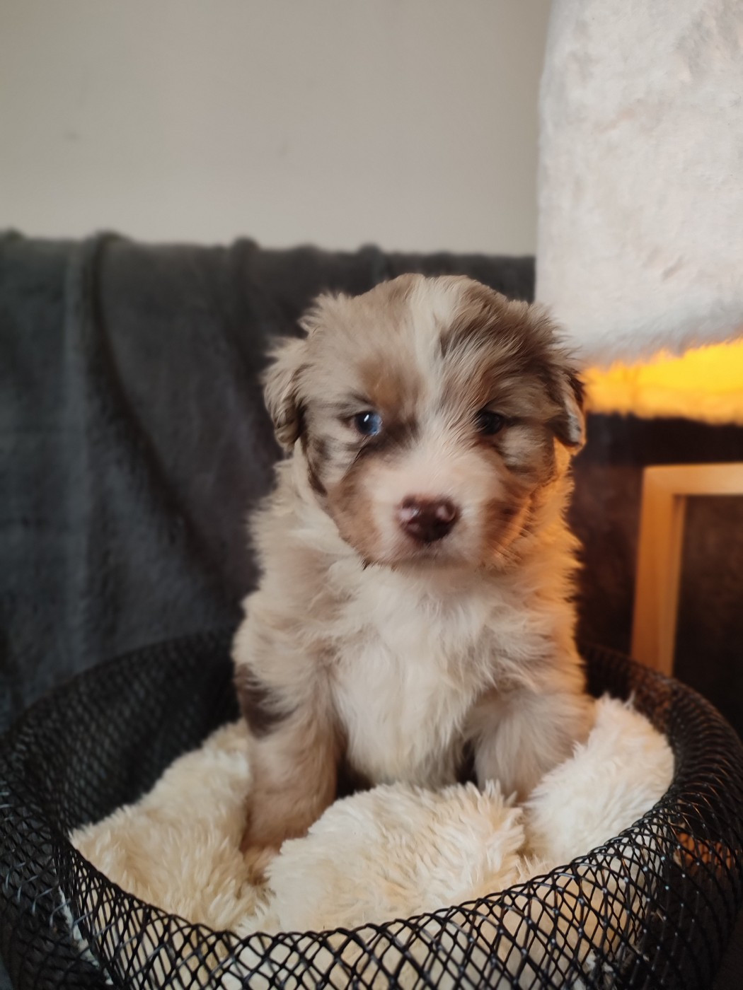 Du Domaine New World - Chiots disponibles - Berger Américain Miniature 