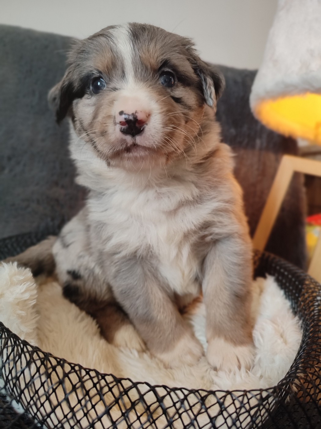 Du Domaine New World - Chiots disponibles - Berger Américain Miniature 