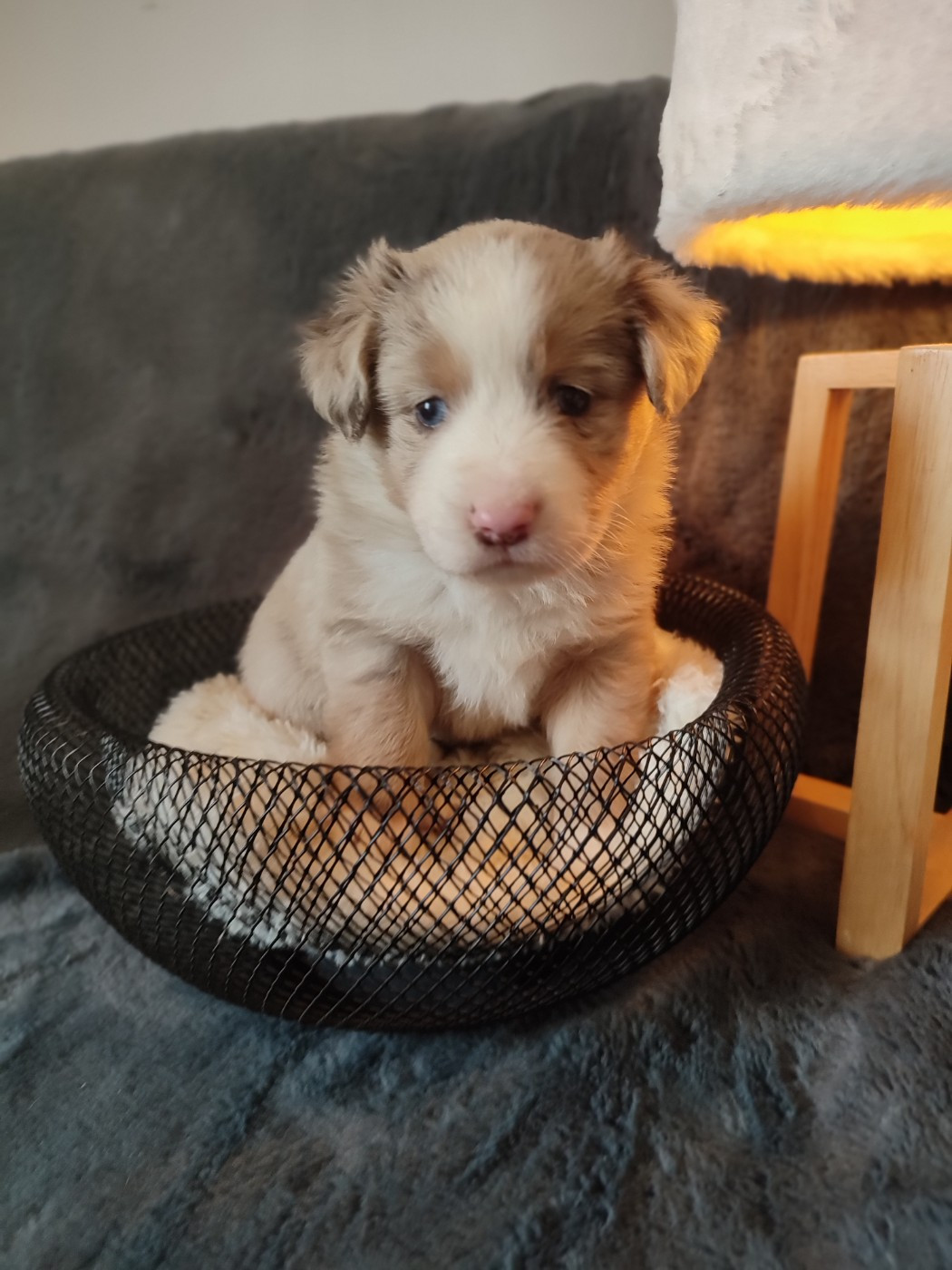 Du Domaine New World - Chiots disponibles - Berger Américain Miniature 
