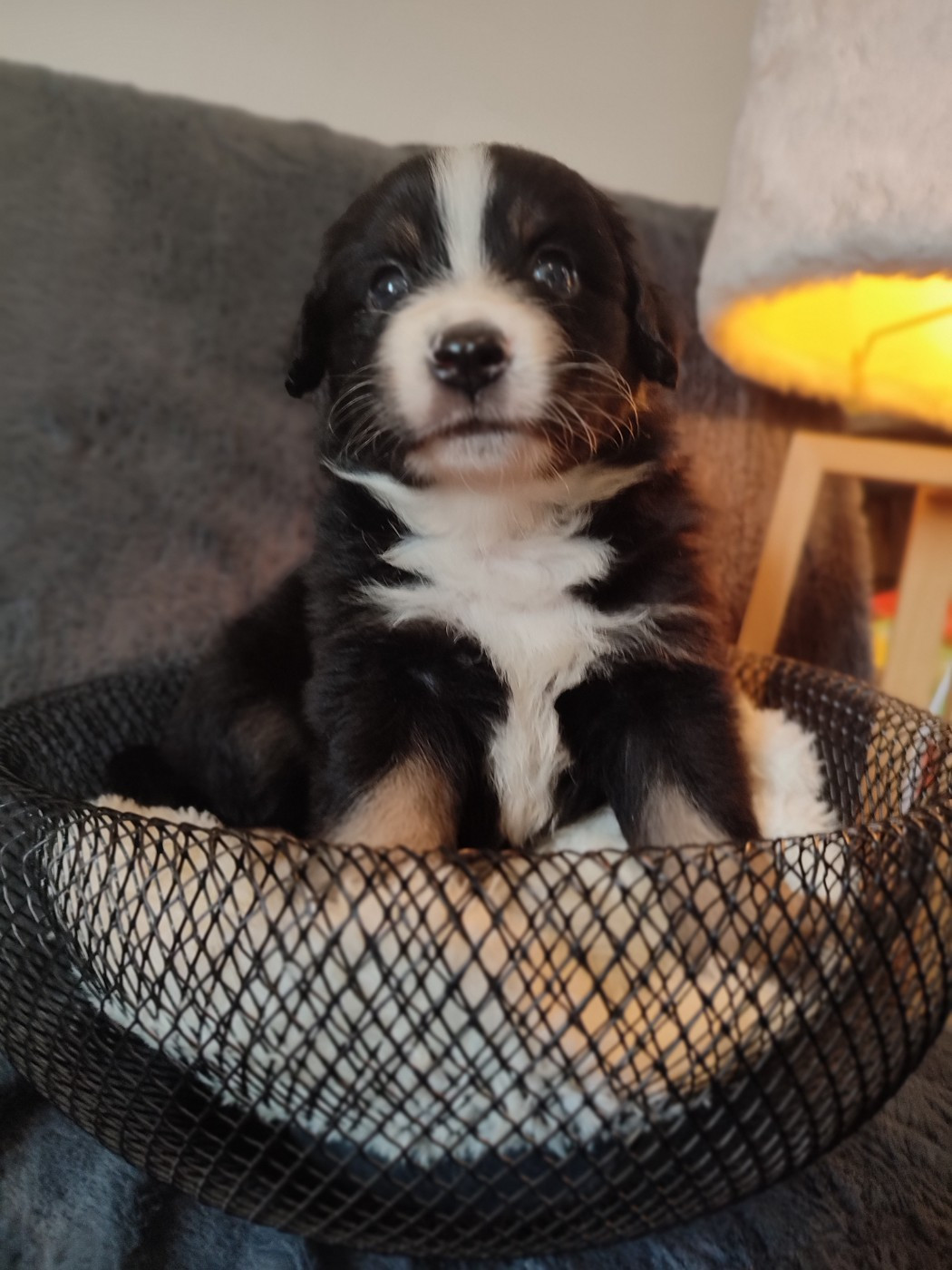 Du Domaine New World - Chiots disponibles - Berger Américain Miniature 