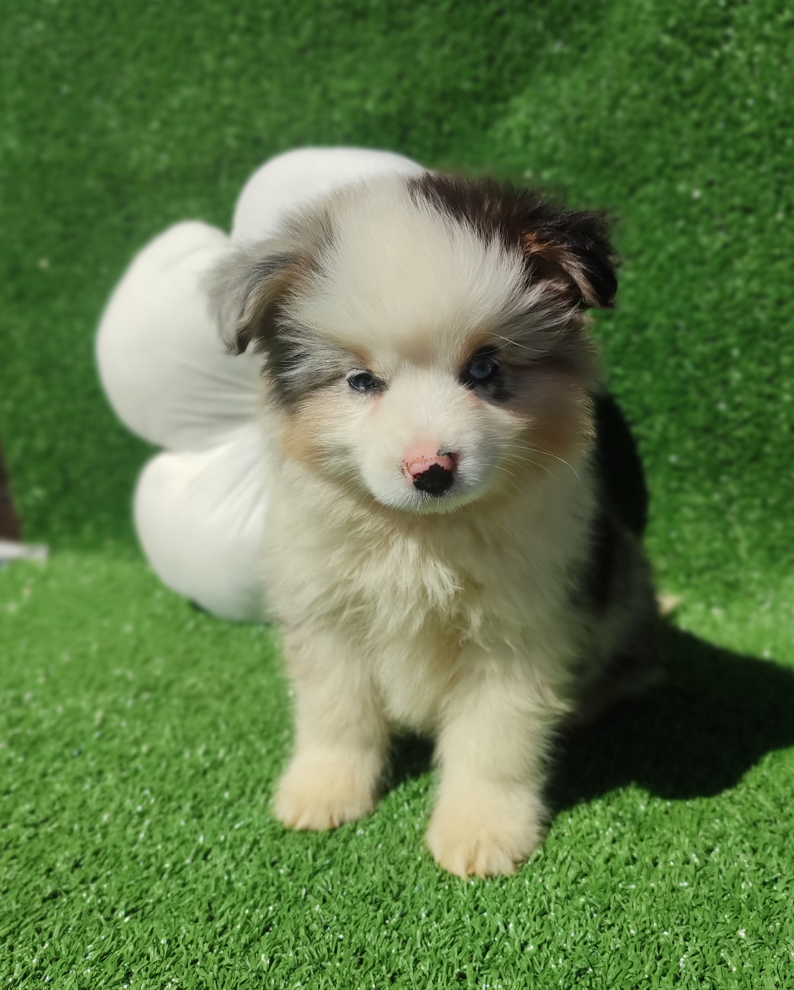 Du Domaine New World - Chiots disponibles - Berger Américain Miniature 