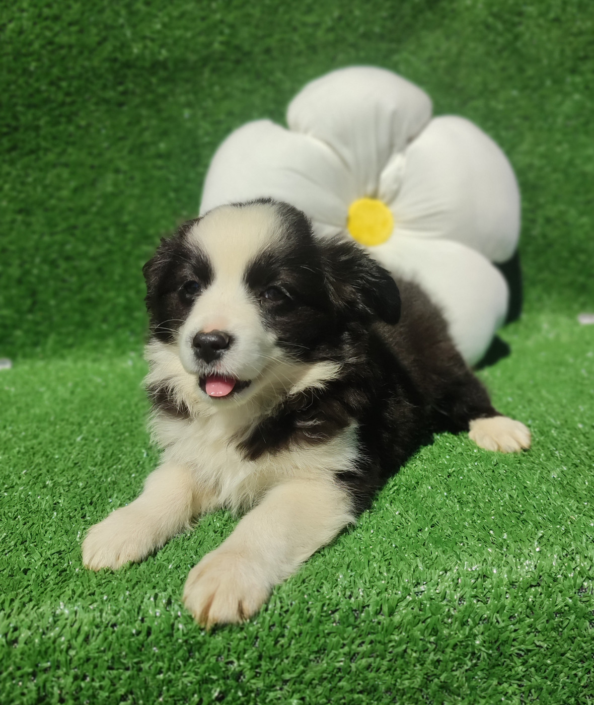 Du Domaine New World - Chiots disponibles - Berger Américain Miniature 