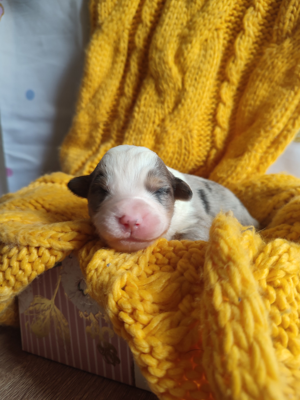 Du Domaine New World - Chiots disponibles - Berger Américain Miniature 
