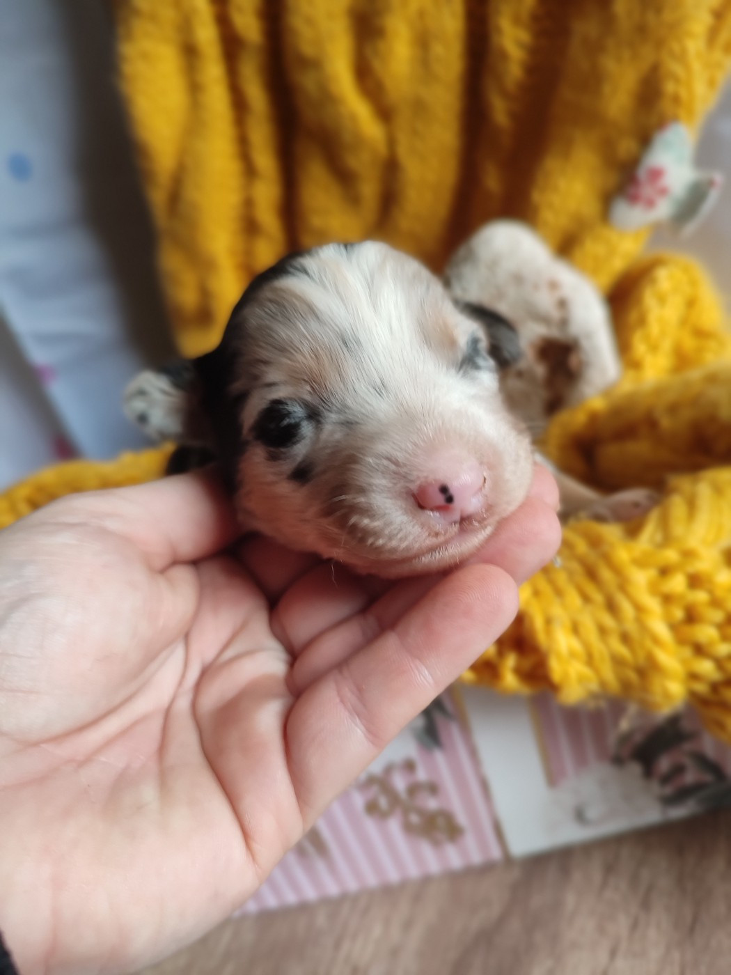 Du Domaine New World - Chiots disponibles - Berger Américain Miniature 