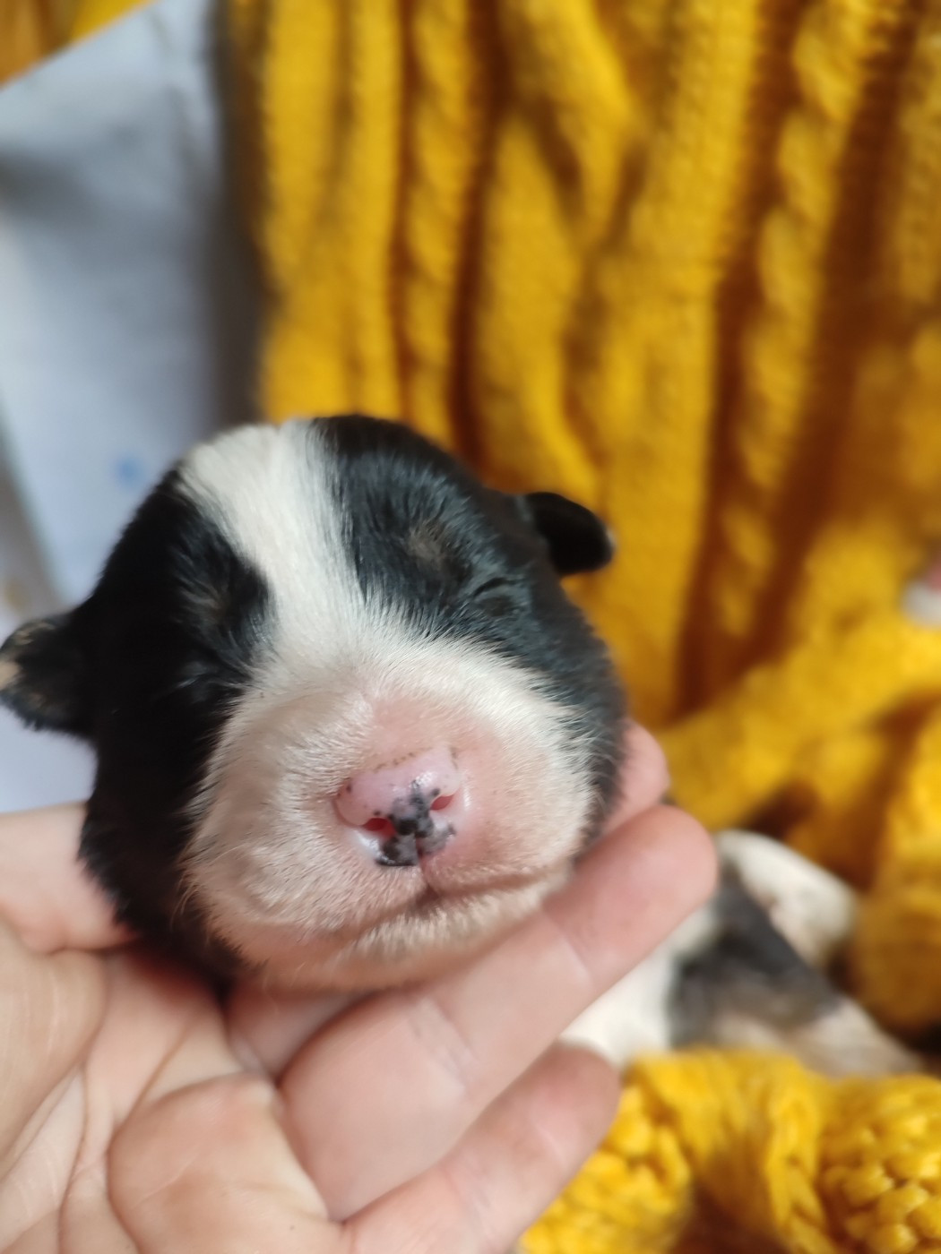 Du Domaine New World - Chiots disponibles - Berger Américain Miniature 
