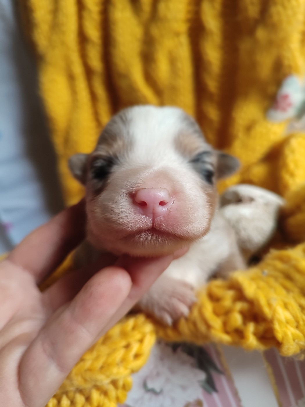 Du Domaine New World - Chiots disponibles - Berger Américain Miniature 
