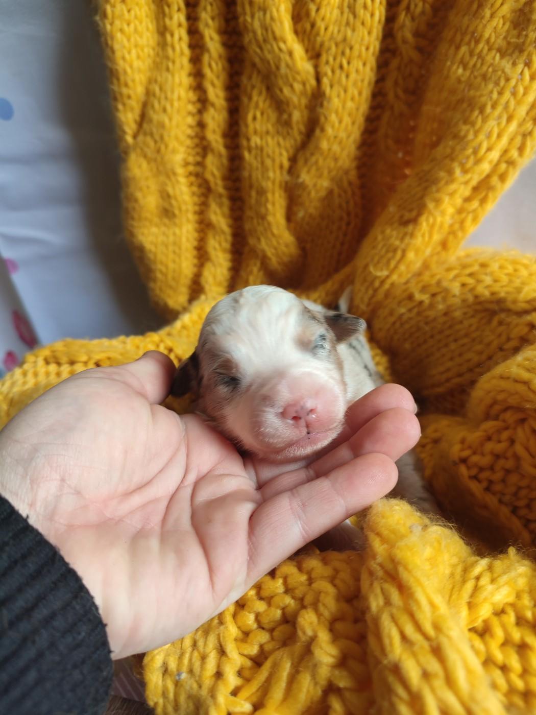 Du Domaine New World - Chiots disponibles - Berger Américain Miniature 