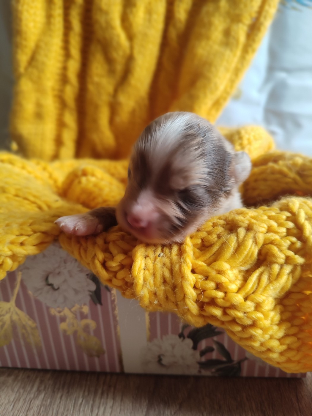 Du Domaine New World - Chiots disponibles - Berger Américain Miniature 
