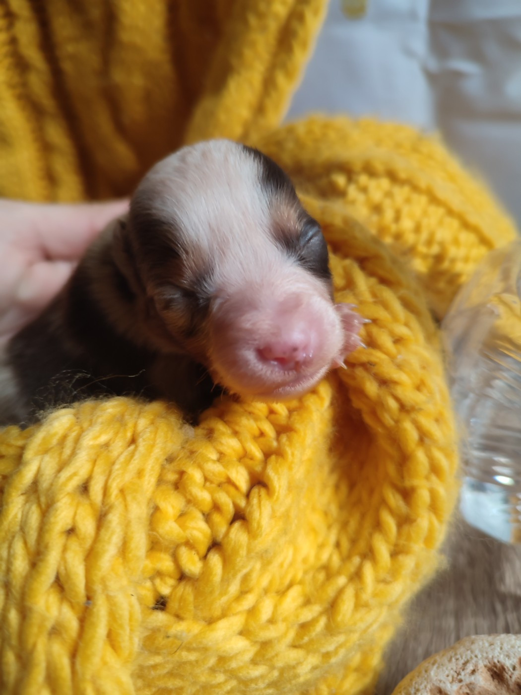 Du Domaine New World - Chiots disponibles - Berger Américain Miniature 