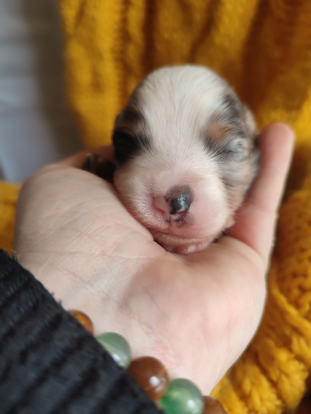 Du Domaine New World - Chiots disponibles - Berger Américain Miniature 