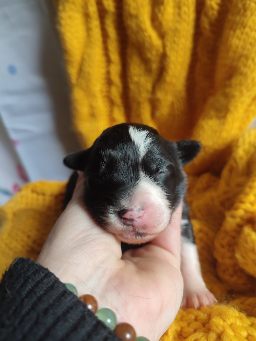 Du Domaine New World - Chiots disponibles - Berger Américain Miniature 