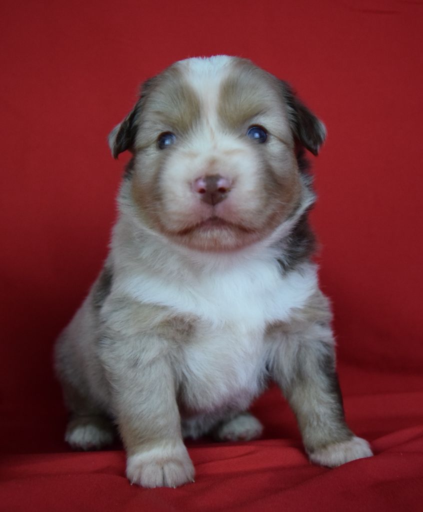 Du Domaine New World - Berger Américain Miniature  - Portée née le 26/08/2024