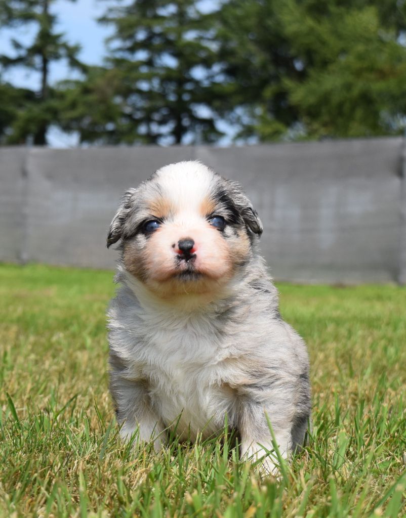 Du Domaine New World - Berger Américain Miniature  - Portée née le 10/07/2025