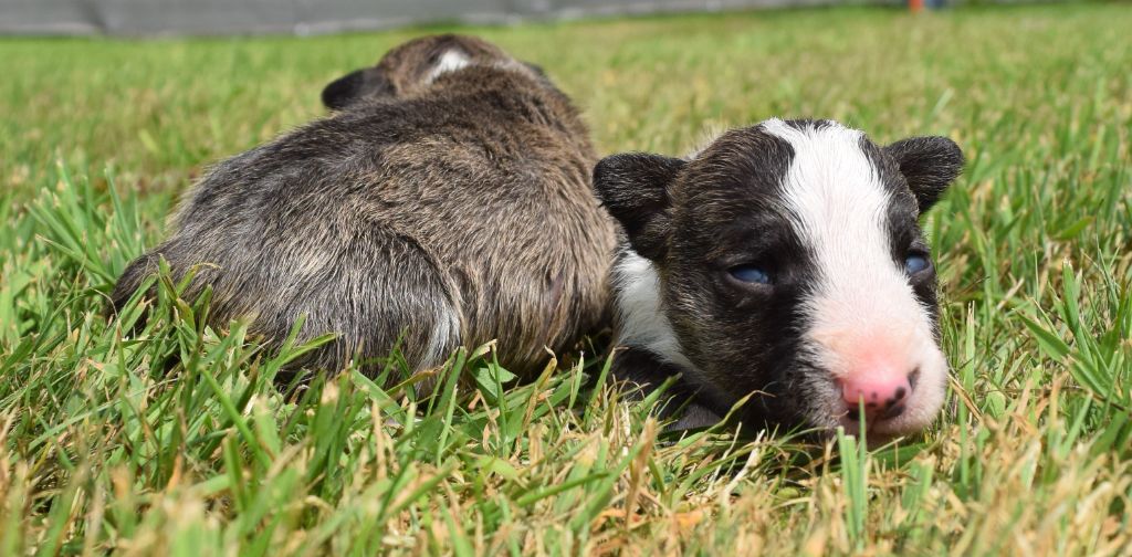 Du Domaine New World - Chiots disponibles - Bull Terrier Miniature