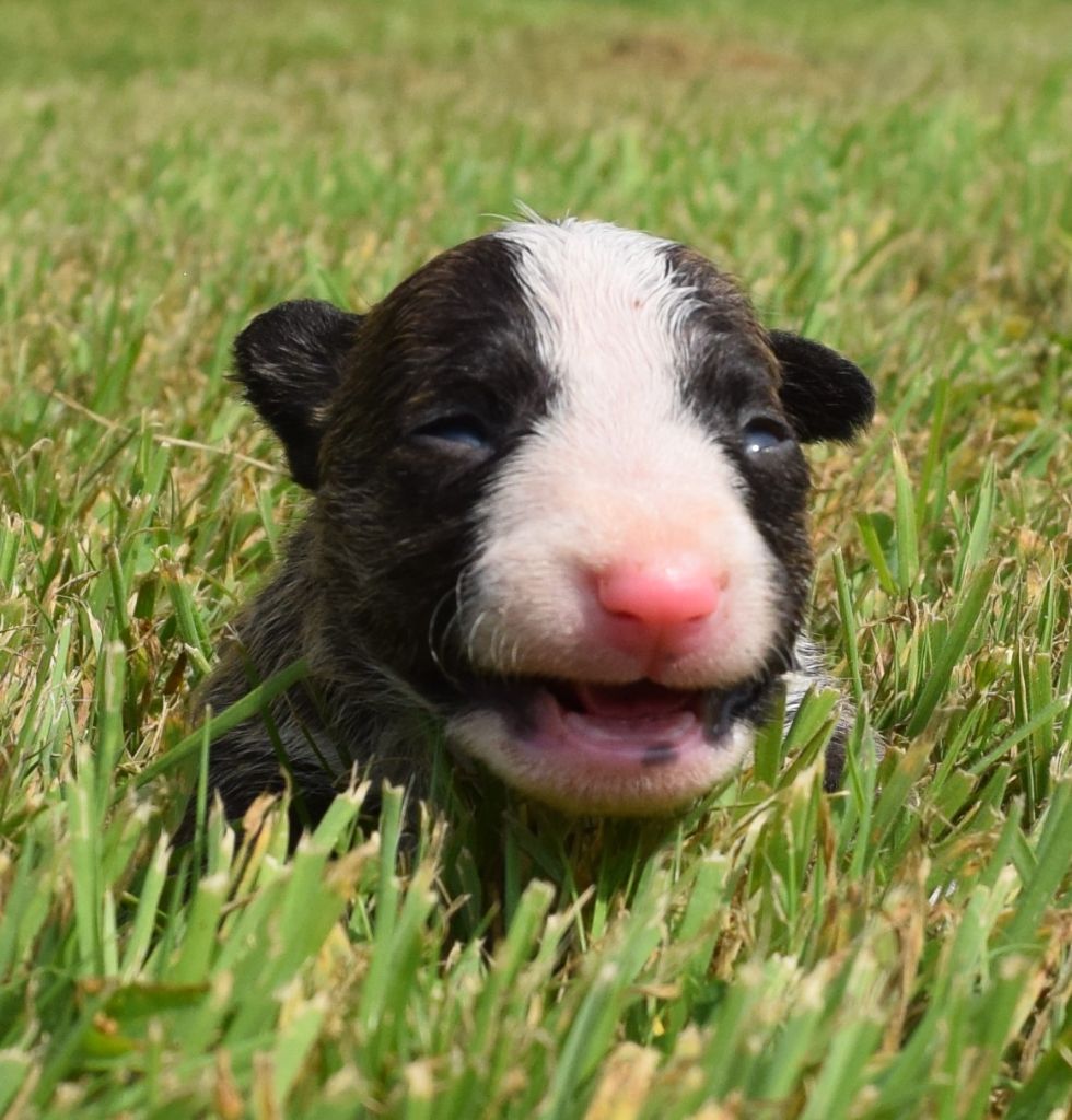 Du Domaine New World - Chiots disponibles - Bull Terrier Miniature