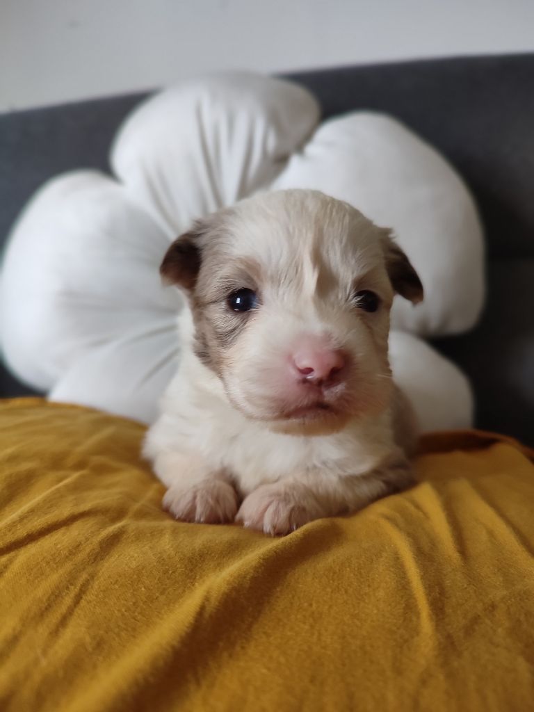 Du Domaine New World - Chiots disponibles - Berger Américain Miniature 