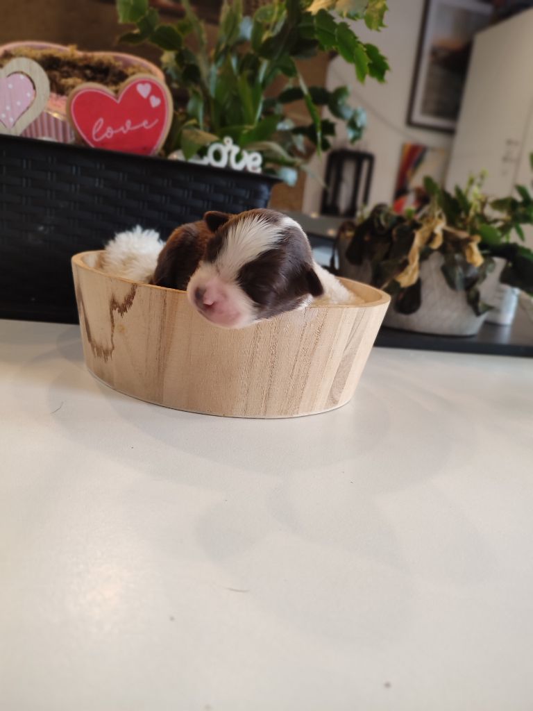 Du Domaine New World - Chiots disponibles - Berger Américain Miniature 