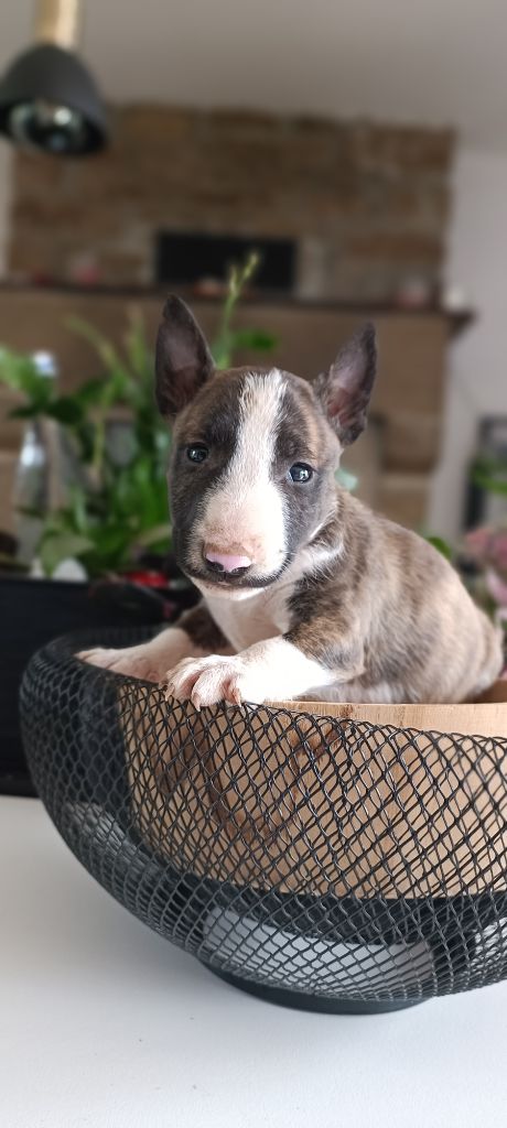 Du Domaine New World - Chiots disponibles - Bull Terrier Miniature