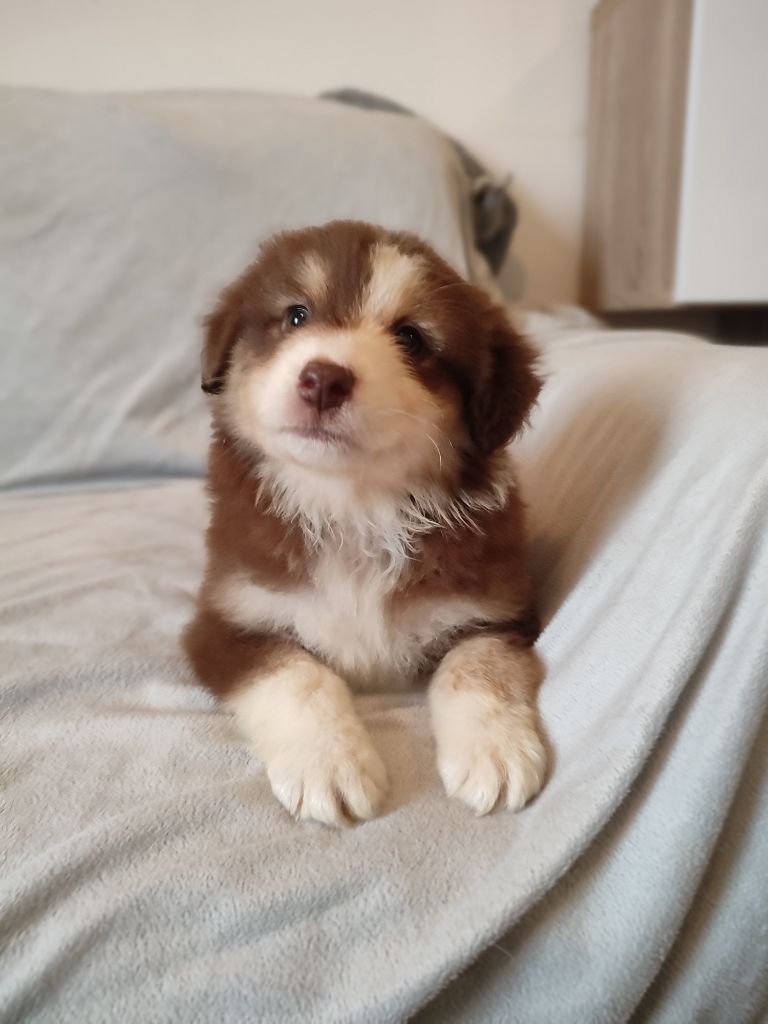 Du Domaine New World - Chiots disponibles - Berger Américain Miniature 