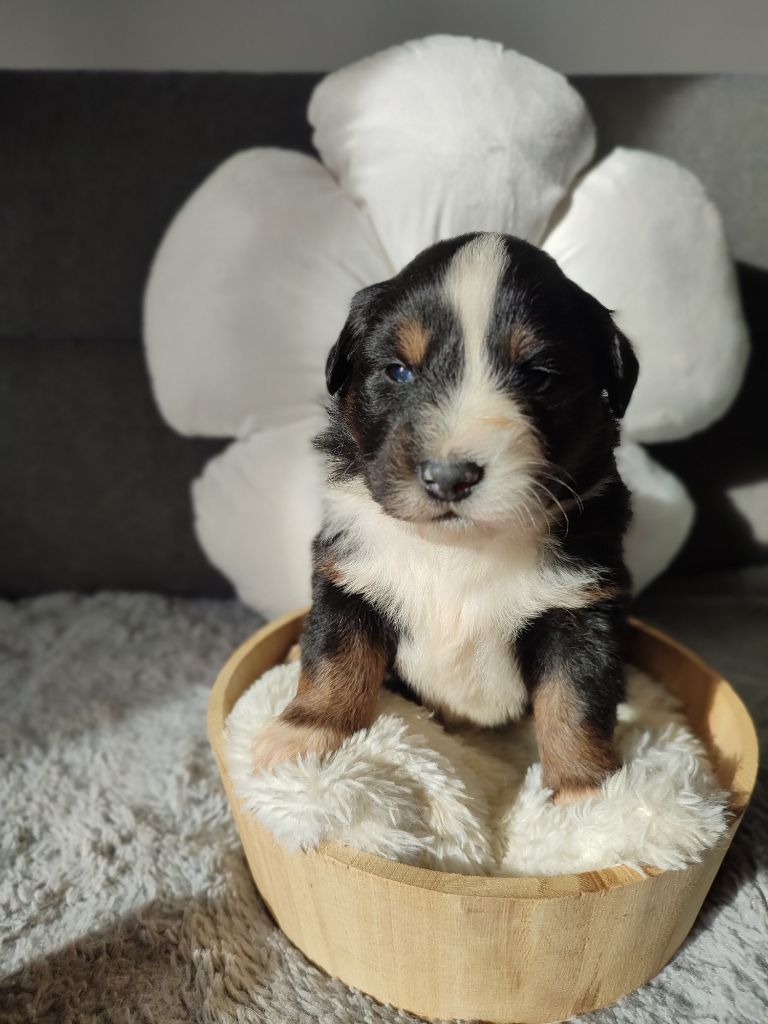 Du Domaine New World - Chiots disponibles - Berger Américain Miniature 