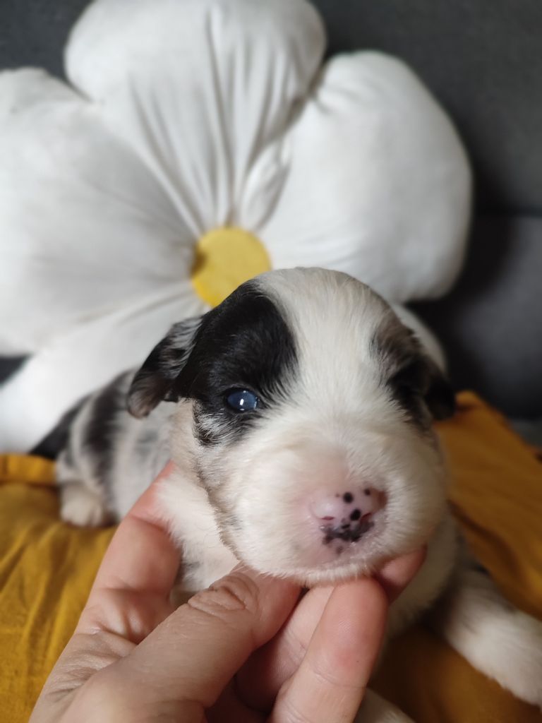 Du Domaine New World - Chiots disponibles - Berger Américain Miniature 