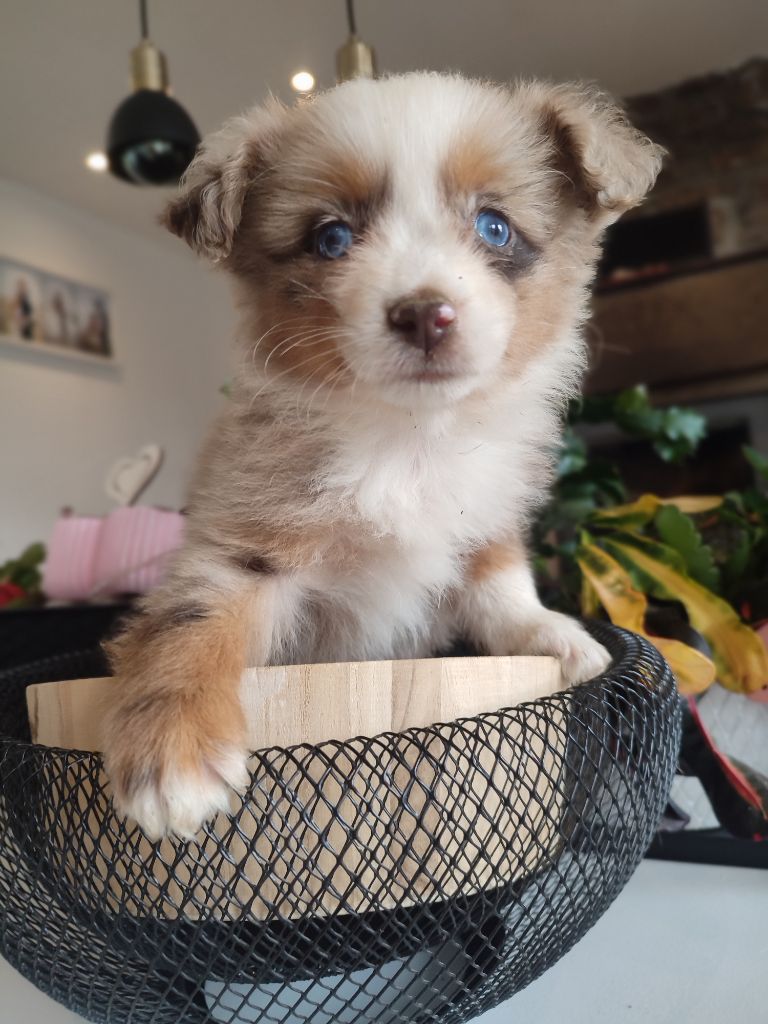 Du Domaine New World - Chiots disponibles - Berger Américain Miniature 