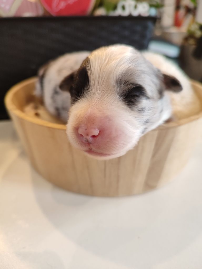 Du Domaine New World - Chiots disponibles - Berger Américain Miniature 