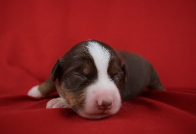 CHIOT 2