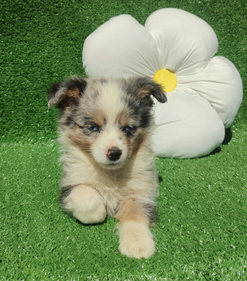 Chiot N°1