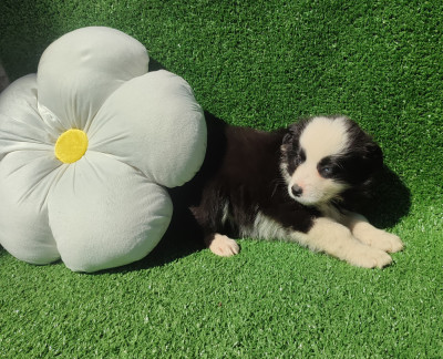 Chiot N°5