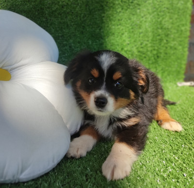 Chiot N°6