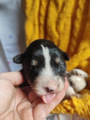Bonbon