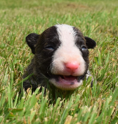 CHIOT 2